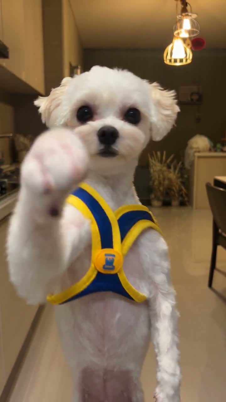 Watch the mouth and the paws, not a poster