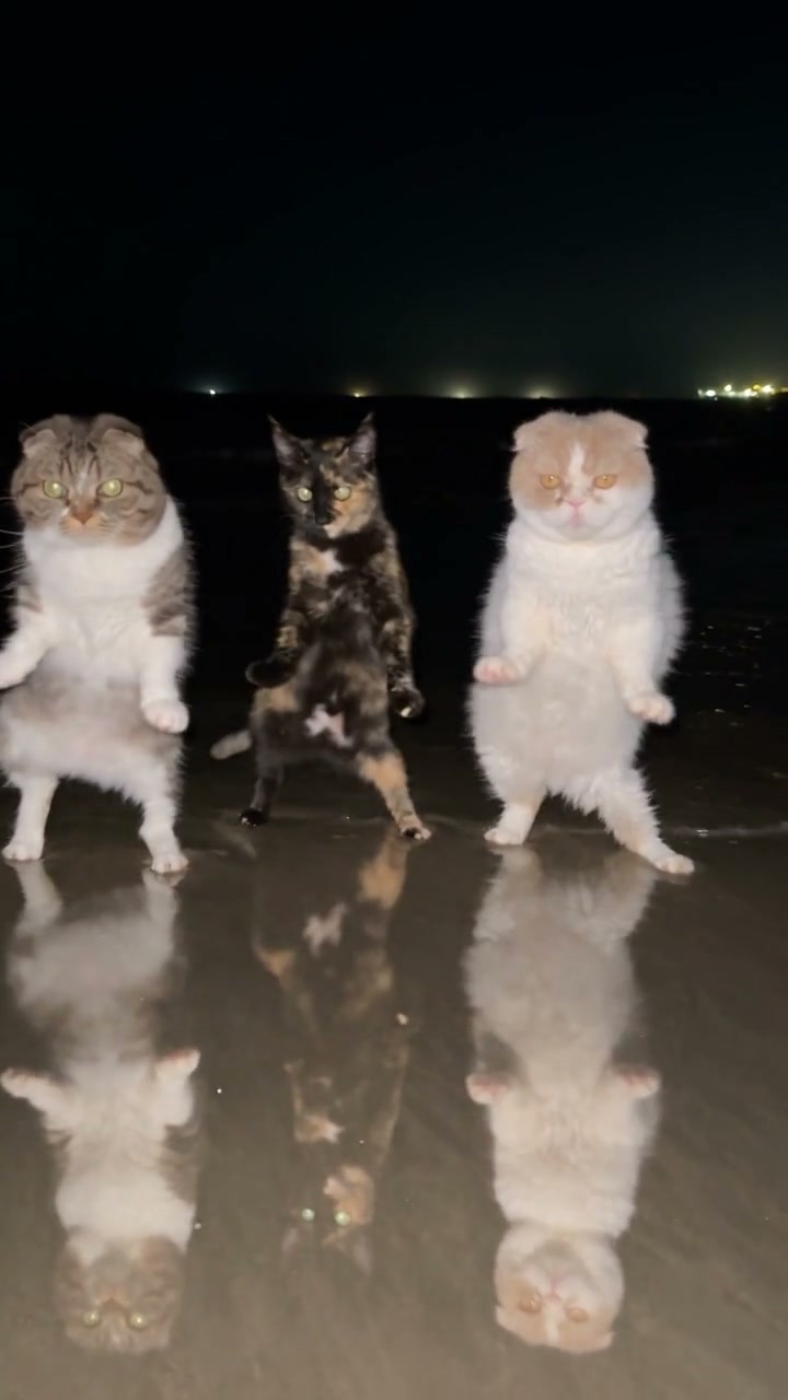 Three cats arrive and join the nighttime waterside routine in this Day by Day Dance AI example.