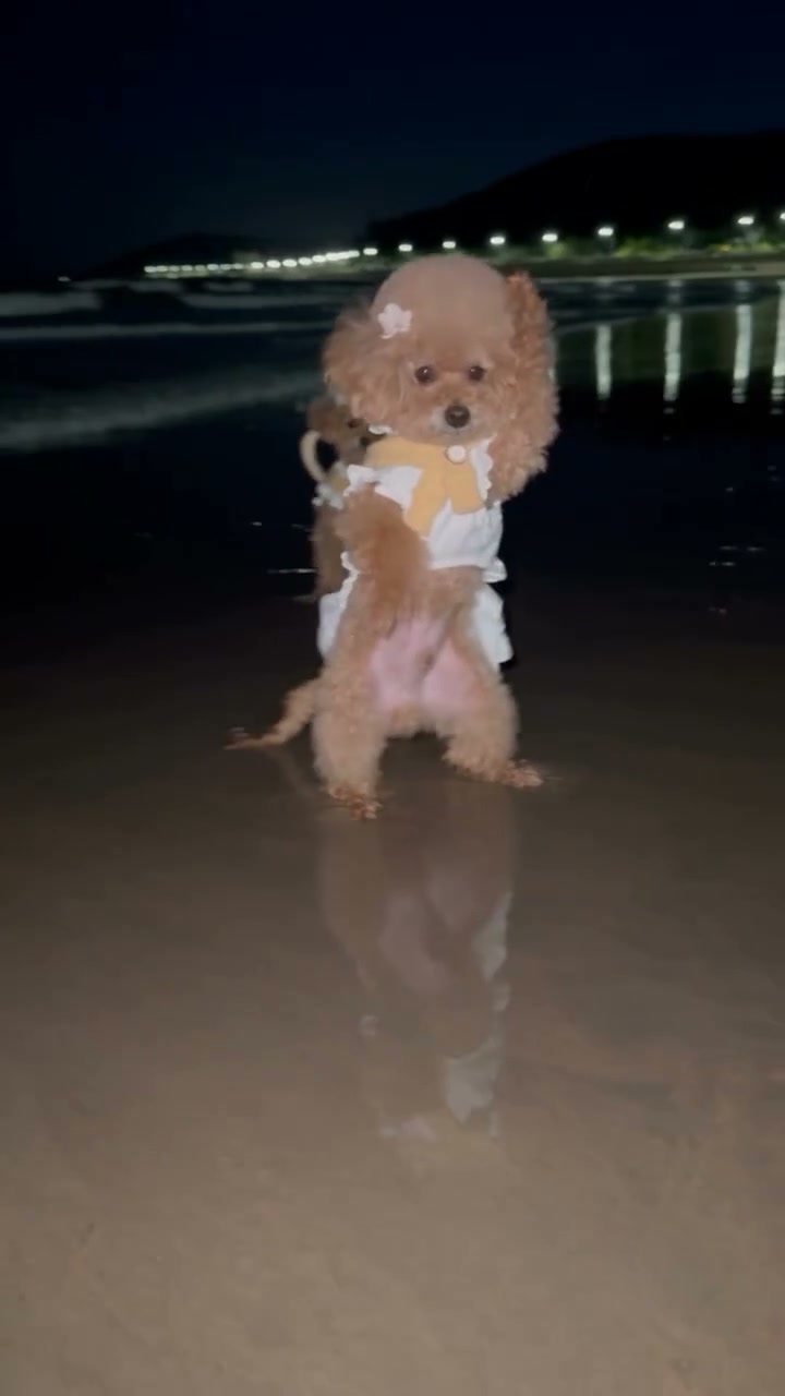The opening poodle appears alone before taking the left-hand position, identifying the first photo role.