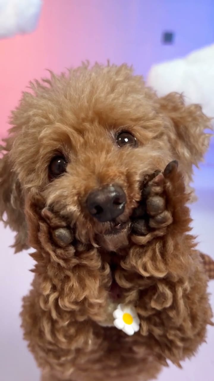 A poodle close-up from the cloud-studio performance.