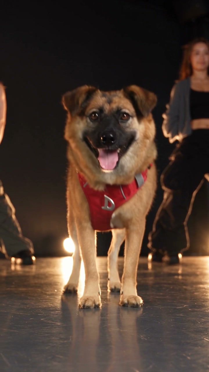Community dance · dog from the reference photo below