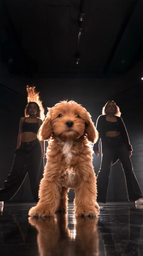 Supplied vertical studio clip with a fluffy brown dog centered in front of two female backup dancers