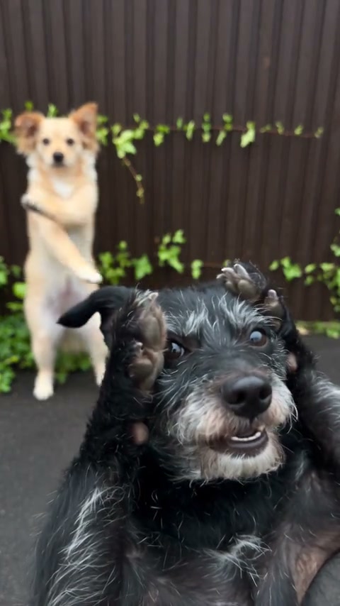 Choose who greets the camera first