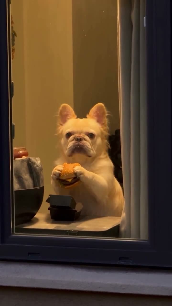 Window Peeper AI reference showing a tiny comedy about an interrupted meal
